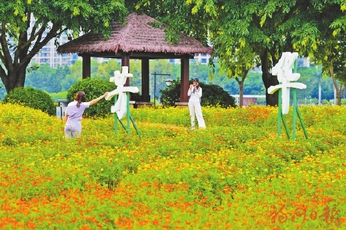 百家乐在线新版硫华菊花海亮相 百家乐在线新版硫华菊花海亮相