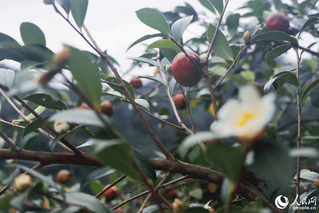 人民网关注永泰：一颗油茶果的“增值密码”
