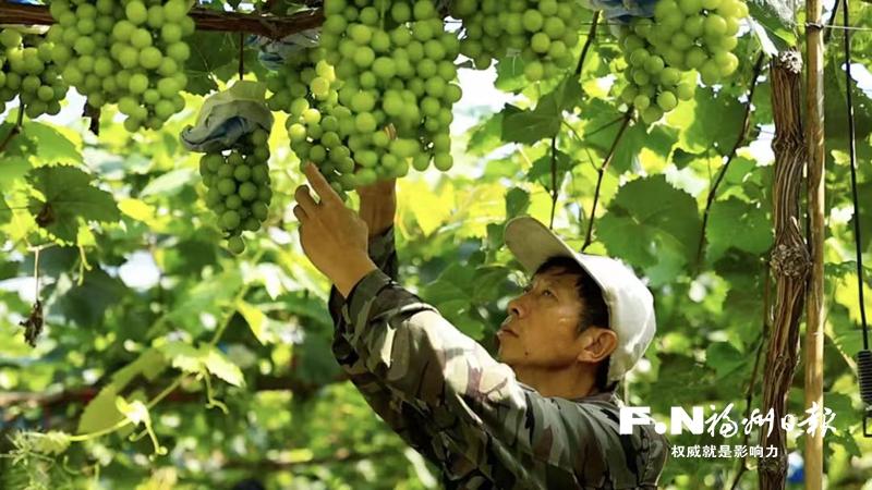 罗源凤山方厝村3万斤“阳光玫瑰”成熟