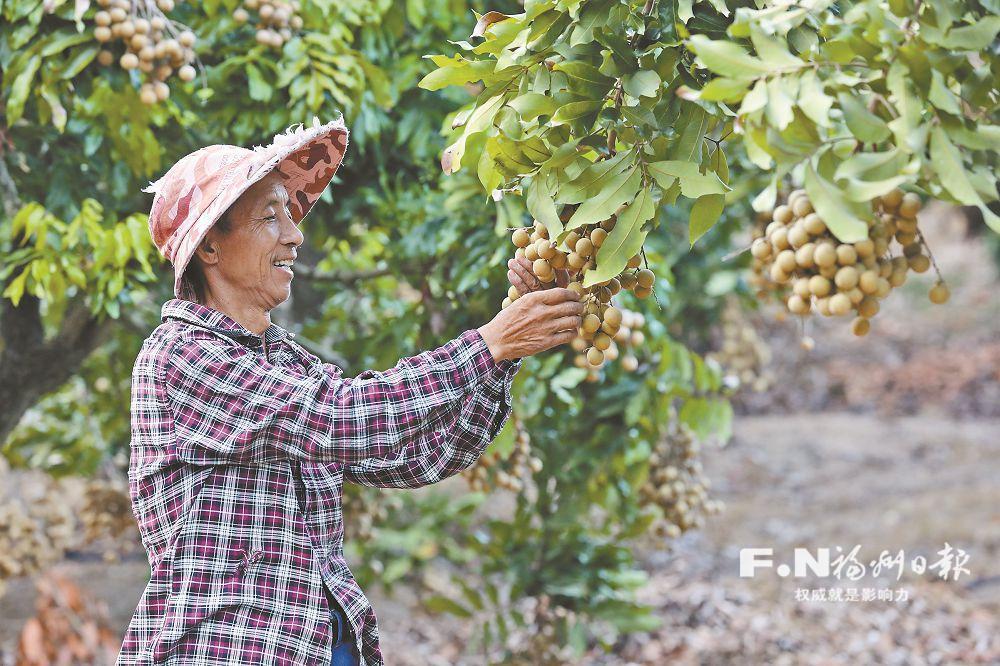 晚熟龙眼有点甜 错峰上市受青睐 晚熟龙眼有点甜 错峰上市受青睐